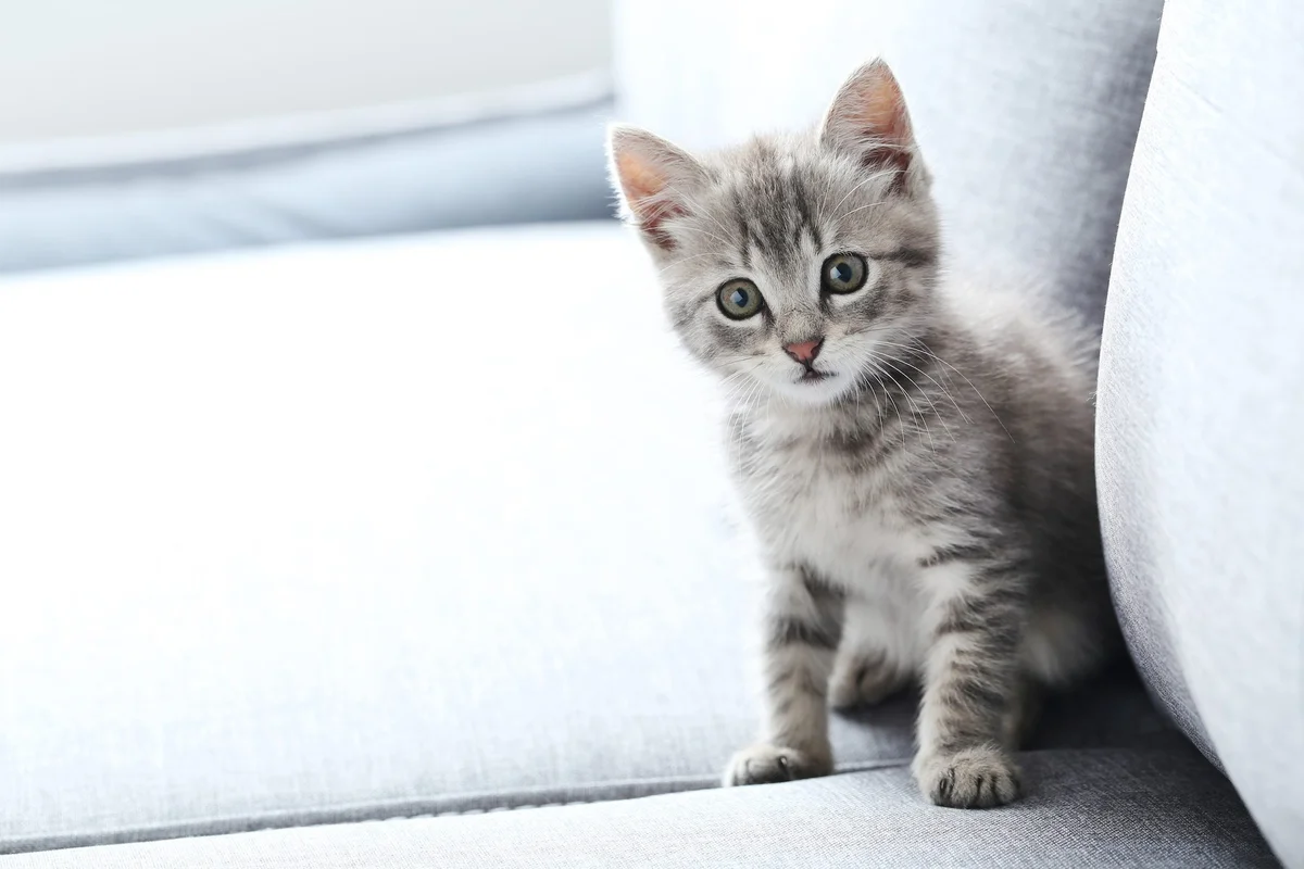 Как усыновить кошку: 3 совета для любителей кошек